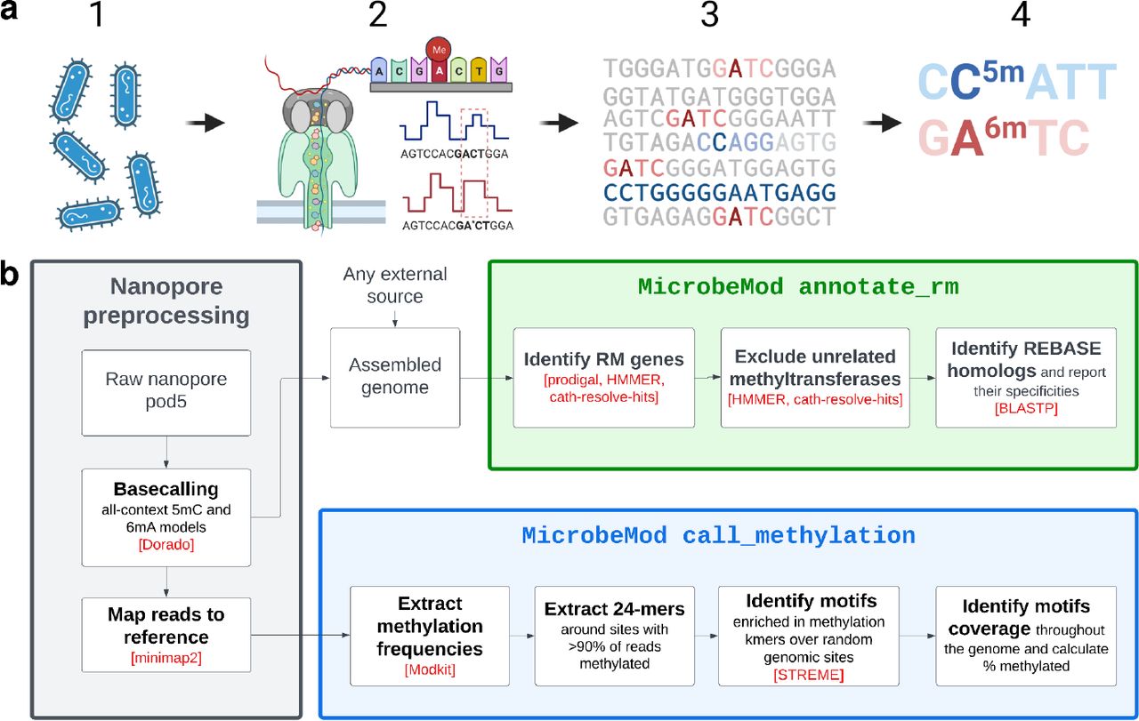 MicrobeMod: prokaryotic methylation detection